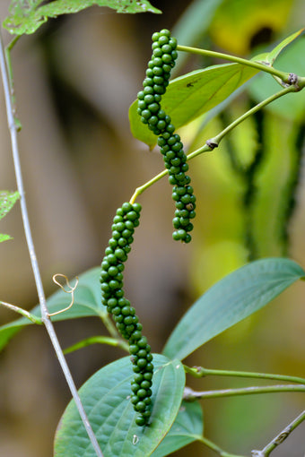 Zwarte Peper