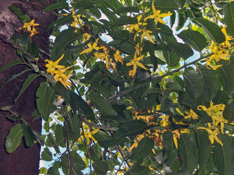 Ylang Ylang