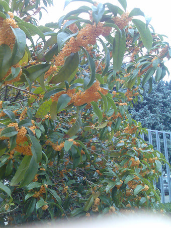 Osmanthus