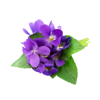 Viooltje