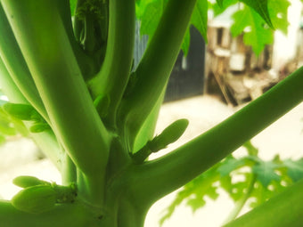 Papaya