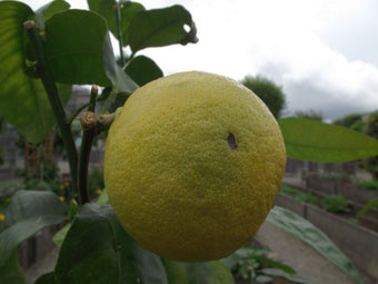 Bergamot