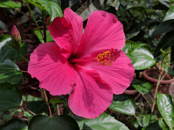 Hibiscus