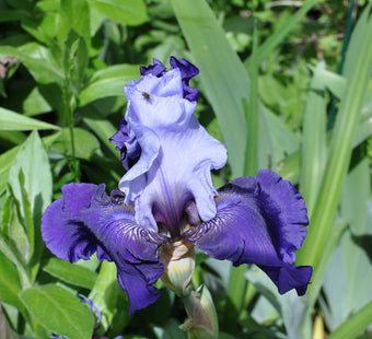 Iris